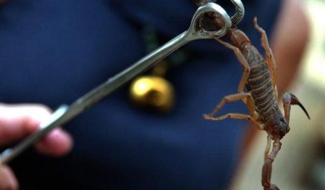 Gramı en pahalı 10 ürün 7