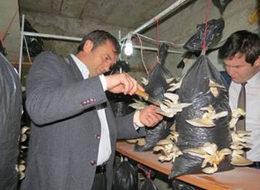 İstiridye mantarı çok kazandıracak