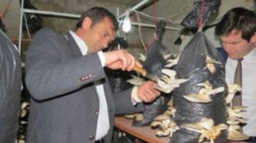 İstiridye mantarı çok kazandıracak