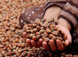 Fındığın fiyatı ne kadar olacak?