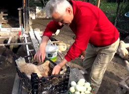 Bu tavuklar altın kadar değerli