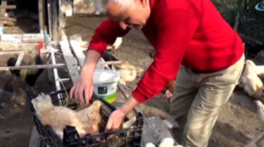 Bu tavuklar altın kadar değerli