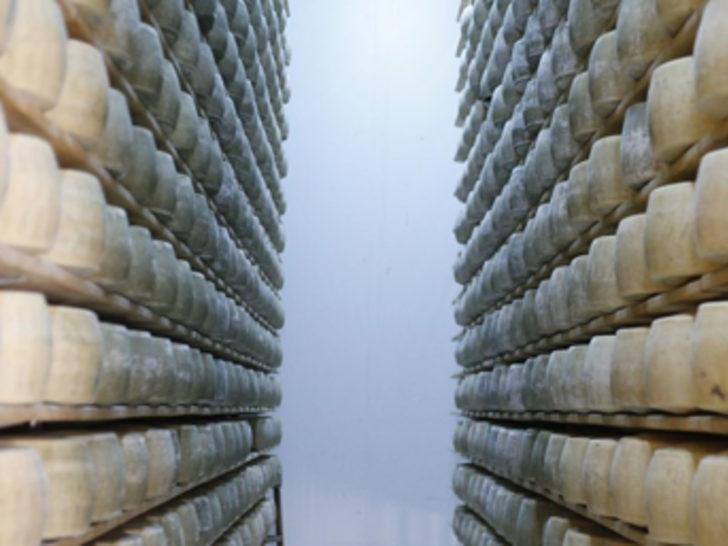 Avrupa'nın marka peynirleri Antalya'da üretiliyor