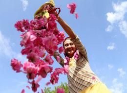 'Gül'ün yağa dönüşen zahmetli yolculuğu! Kilosu 9 bin avro
