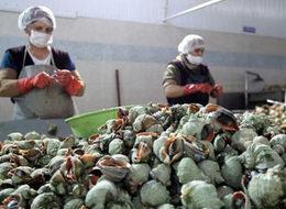 Eti de kabuğu da para basıyor