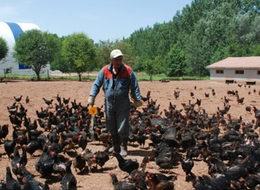 Kene korkusu tavuk çiftliği sahibi yaptı