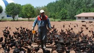 Kene korkusu tavuk çiftliği sahibi yaptı