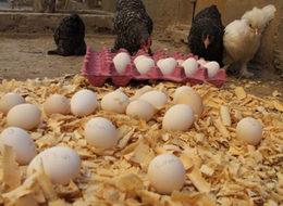 Bu tavuklar altın yumurtluyor