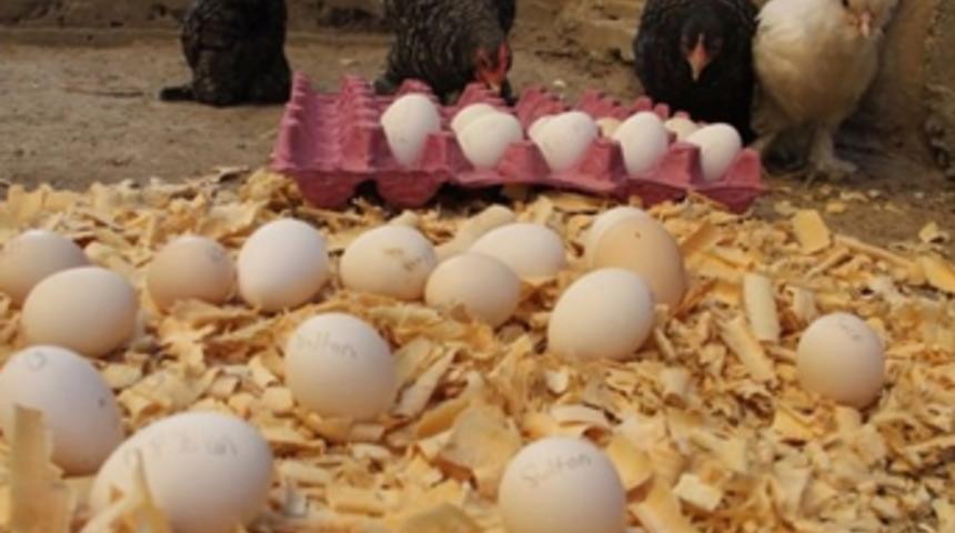 Bu tavuklar altın yumurtluyor