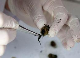 Tanesi 51 lira, tüm yıl bunu yapmaya çalışıyorlar