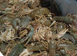 Türkiye'de ilk kez yapılacak! Binlerce kişiye iş imkanı sağlayacak