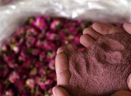 Isparta gülünün tozu bile para ediyor