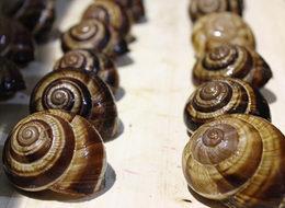 Bandırma'dan Fransaya salyangoz