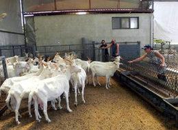 Önceden mimardı şimdi çoban oldu