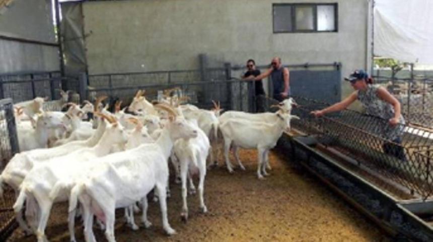 Önceden mimardı şimdi çoban oldu