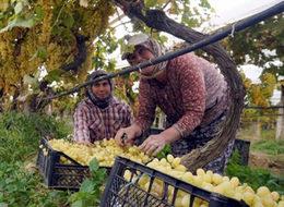 İran üzümü tükenince Türk üzümü değer kazandı