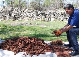 Köylünün yeni geçim kaynağı! Dağdan toplayıp kilosunu 20 liraya satıyorlar