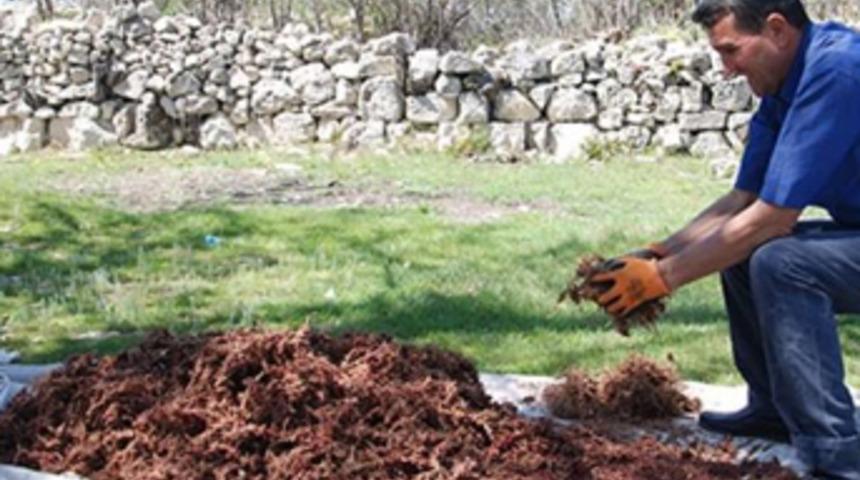 Köylünün yeni geçim kaynağı! Dağdan toplayıp kilosunu 20 liraya satıyorlar
