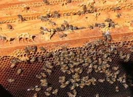 300 yıldır bal üretiyorlar! Talep karşılanamıyor