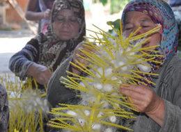40 günde 5 bin 500 lira kazandırıyor