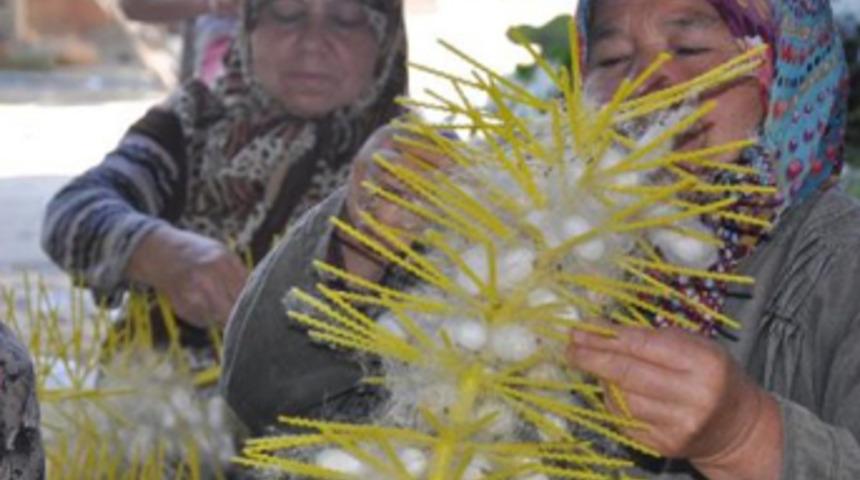 40 günde 5 bin 500 lira kazandırıyor