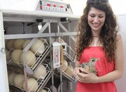 Kırmızı ete rakip olacak