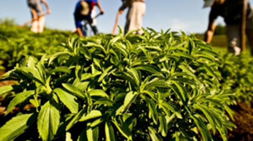 'Stevia' şekeri tahtından edecek