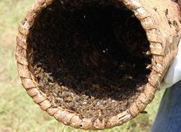 Sivas’ta organik bal üretimi yaygınlaşıyor