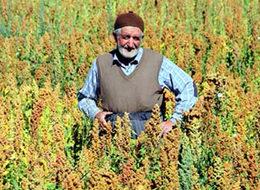 Avrupa'da gördü kendi tarlasına kiona ekti