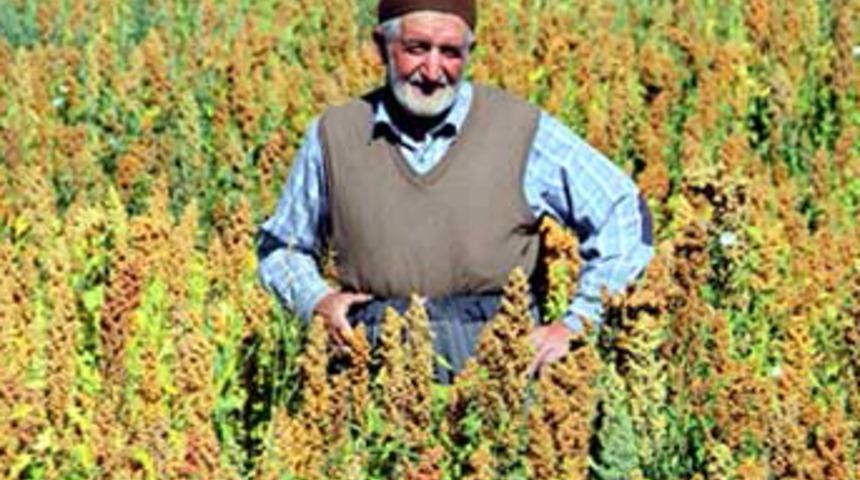Avrupa'da gördü kendi tarlasına kiona ekti