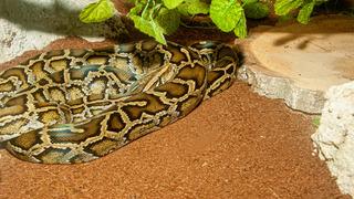 Son dakika:  2,5 metrelik pitonla uyandı! Lambayı a&ccedil;ınca dili tutuldu