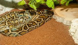  2,5 metrelik pitonla uyandı! Lambayı a&ccedil;ınca dili tutuldu