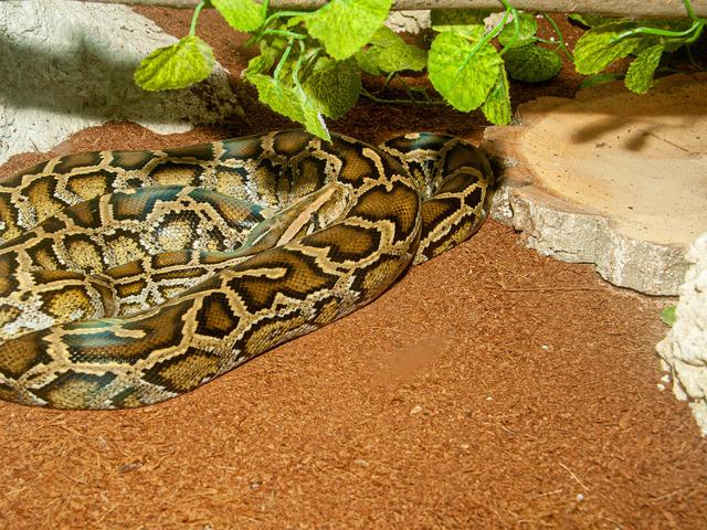  2,5 metrelik pitonla uyandı! Lambayı a&ccedil;ınca dili tutuldu