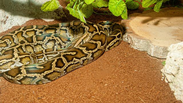 Üzerinde 2,5 metrelik pitonla uyandı! Lambayı açınca dili tutuldu