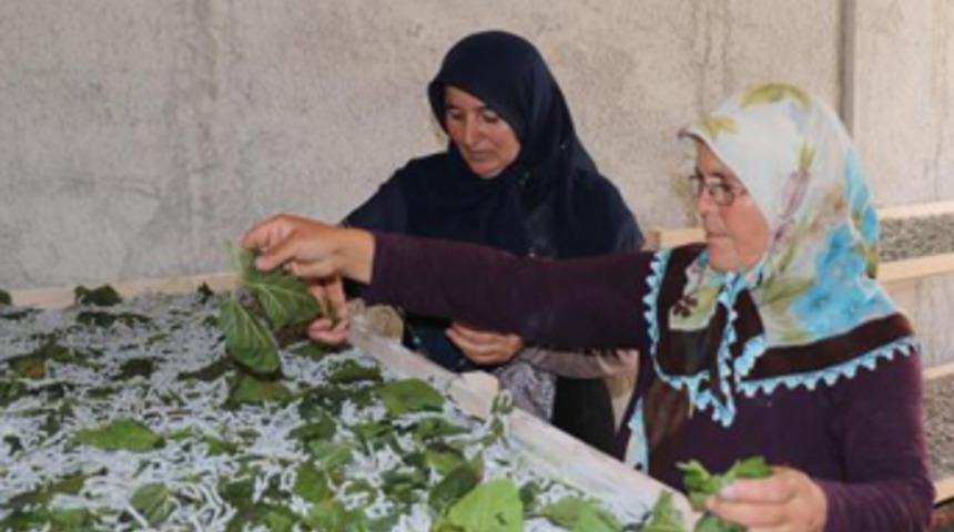 Devlet destek oldu, 2 ev kadını ipek böceği yetiştirmeye başladı