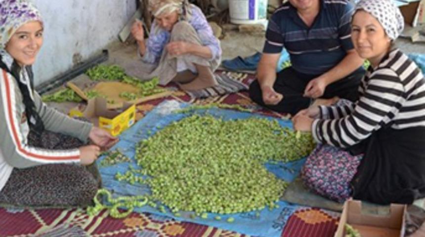 Kurutulmuş bamyanın fiyatı altınla yarışıyor