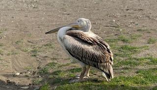 Samsun'da nadir g&ouml;r&uuml;len olay! 