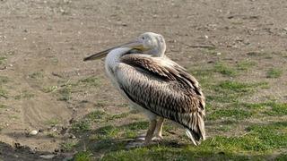 Samsun'da nadir görülen olay! 