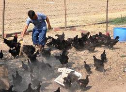 Altın yumurtlayan tavuk gerçek oldu!  Paraya para demiyor