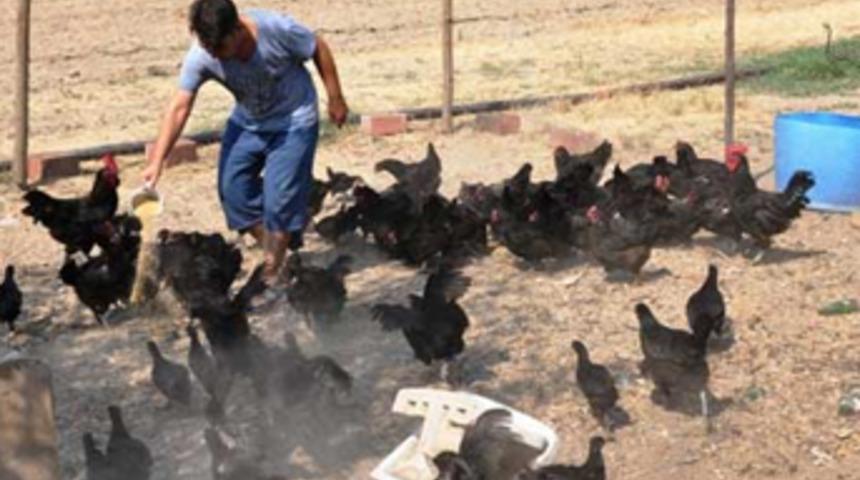 Altın yumurtlayan tavuk gerçek oldu!  Paraya para demiyor