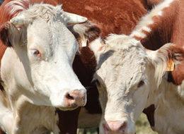 Kurbanlık fiyatları 2016'da zamlı olacak