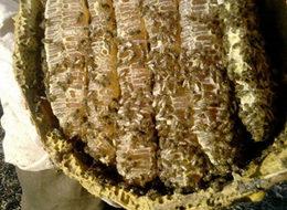 Dünyaca ünlü Anzer Balı'nda  rekor üretim