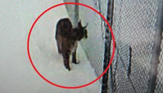 Nesli t&uuml;kenme tehlikesi altında! Mahsur kalan vaşak kurtarıldı