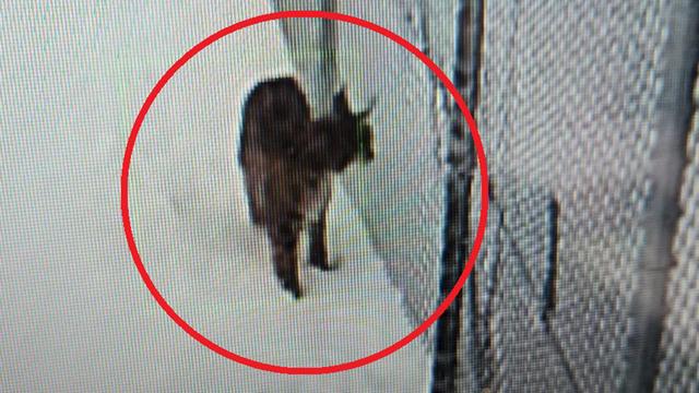 Nesli tükenme tehlikesi altında! Mahsur kalan vaşak kurtarıldı