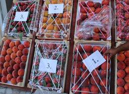 Umurbey şeftalisi Rusya yolunda