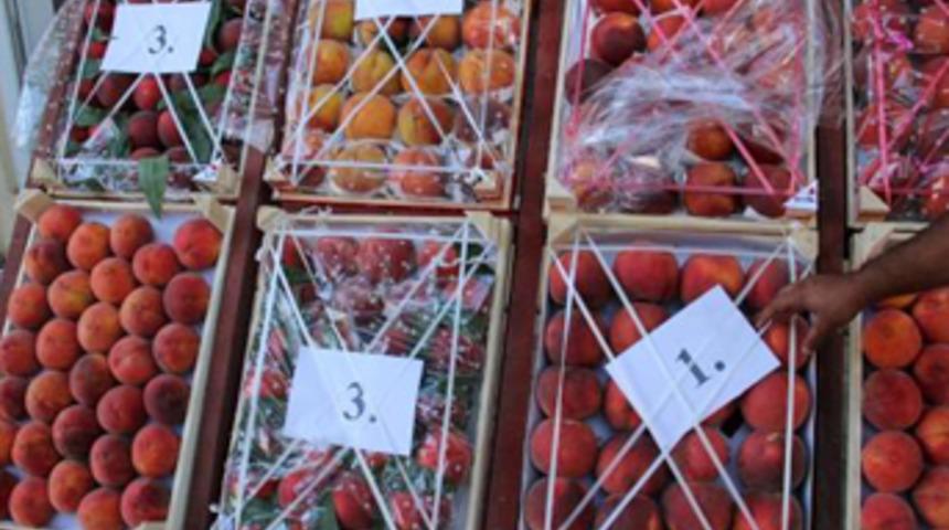Umurbey şeftalisi Rusya yolunda
