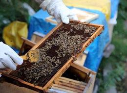 Alıcıları 1 yıl önceden sıraya giriyor