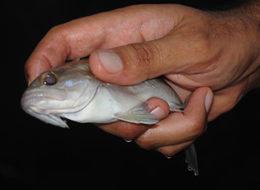 Orfoz ve Lagos tutan, satan, alan, yiyen yandı