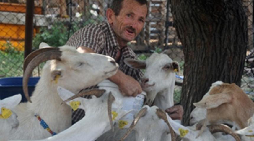 Süt fabrikası gibi keçiler