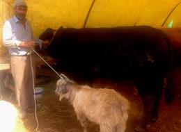 Karaşimşek alana keçi bedava